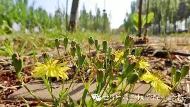 蕨菜种植技术视频_甜蕨菜种植技术_蕨菜种植视频