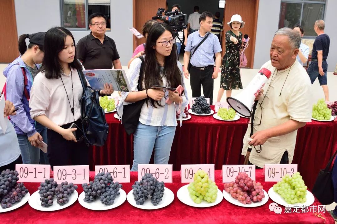 种葡萄大棚挣钱吗_种植藤引葡萄大棚致富_葡萄树大棚种植