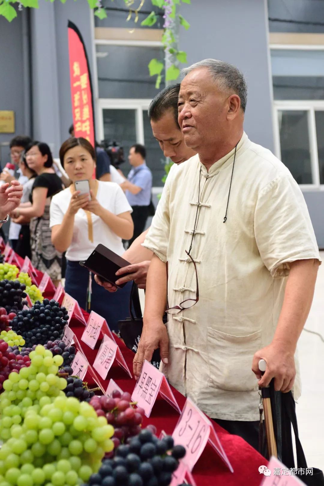 葡萄树大棚种植_种植藤引葡萄大棚致富_种葡萄大棚挣钱吗