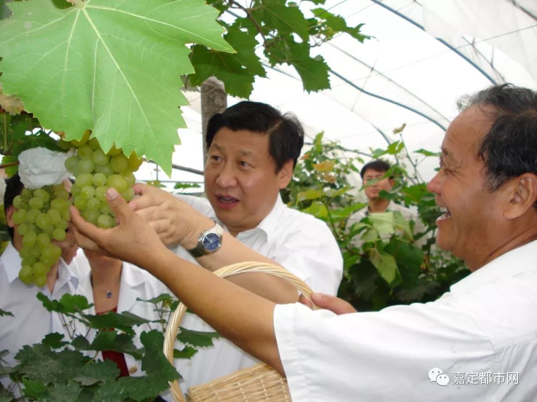 种葡萄大棚挣钱吗_种植藤引葡萄大棚致富_葡萄树大棚种植