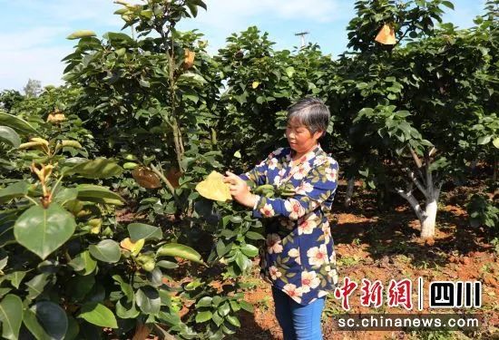 【今日头条】赞！富顺农户种植蔬菜上市韩国！脱贫不止是靠政府，更是靠人民自己！