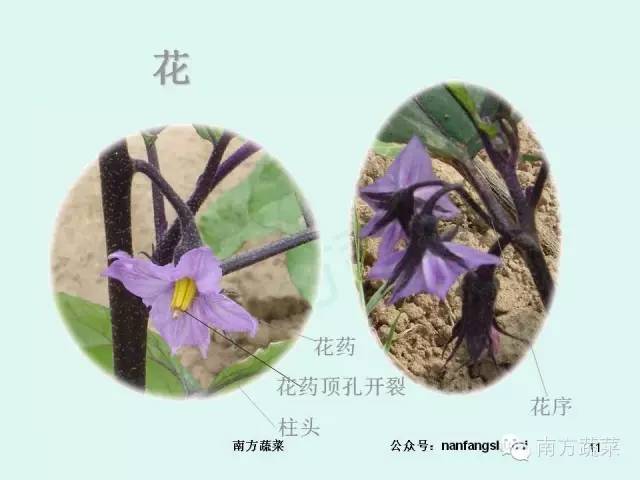 茄子高产种植技术与管理_茄子高产种植技术视频_茄子种植高产技术