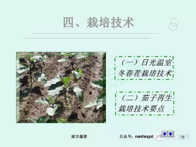 茄子高产种植技术与管理_茄子种植高产技术_茄子高产种植技术视频