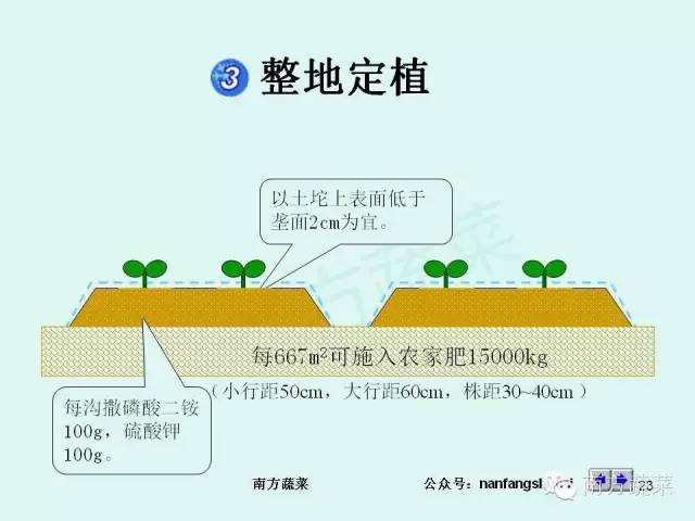 茄子种植高产技术_茄子高产种植技术与管理_茄子高产种植技术视频