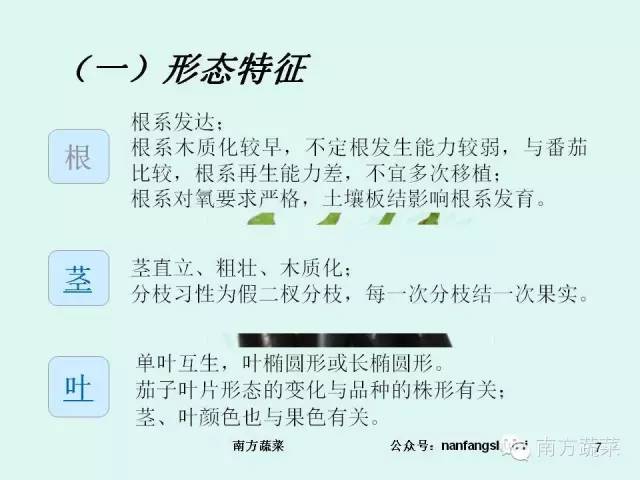 茄子高产种植技术视频_茄子高产种植技术与管理_茄子种植高产技术