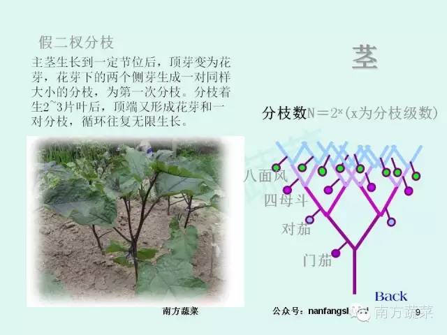 茄子高产种植技术视频_茄子种植高产技术_茄子高产种植技术与管理