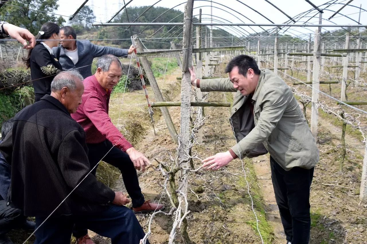 种葡萄大棚挣钱吗_种植藤引葡萄大棚致富_葡萄树大棚种植