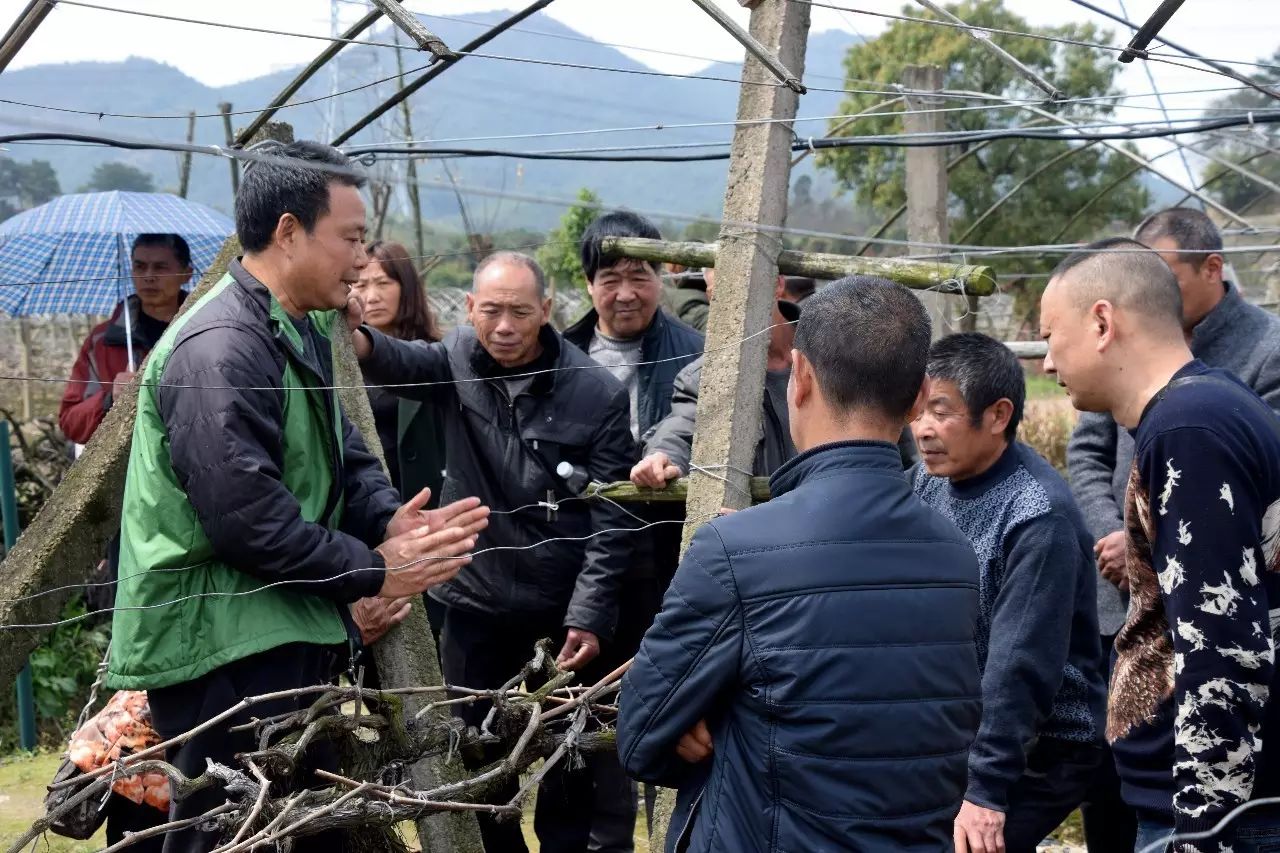 葡萄树大棚种植_种植藤引葡萄大棚致富_种葡萄大棚挣钱吗