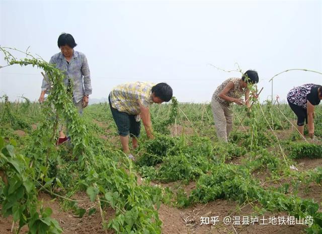 种植地黄的效益_地黄种植致富_地黄种植技术及经济效益