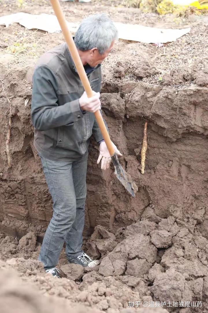 地黄种植致富_地黄种植技术及经济效益_种植地黄的效益