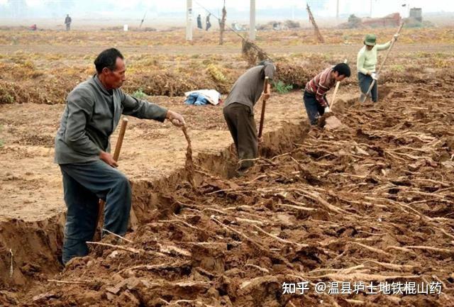 地黄种植致富_种植地黄的效益_地黄种植技术及经济效益