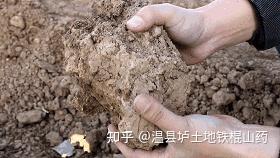 地黄种植技术及经济效益_地黄种植致富_种植地黄的效益