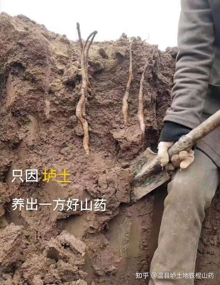 地黄种植致富_种植地黄的效益_地黄种植技术及经济效益