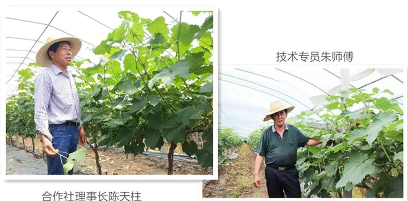 种植藤引葡萄大棚致富_葡萄树大棚种植_葡萄大棚种植技术视频