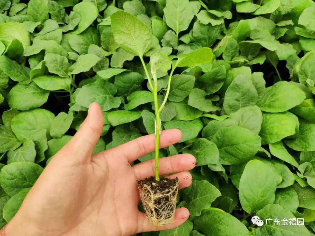 茄子种植高产技术_茄子高产种植技术与管理_茄子高产种植技术要点