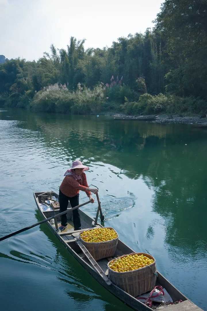 地黄种植技术及经济效益_种植地黄的效益_地黄种植致富