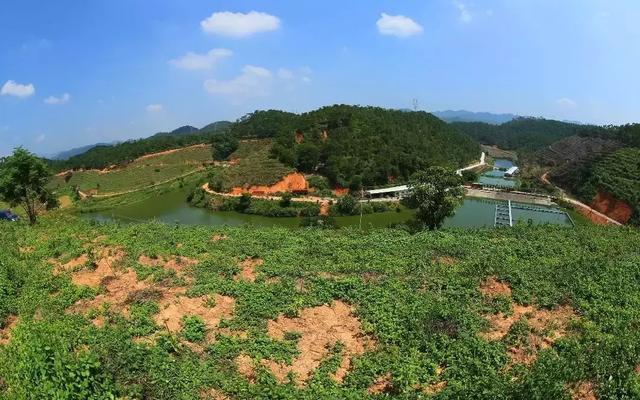 南药种植致富_致富经药材种植业完整版_种植致富药材