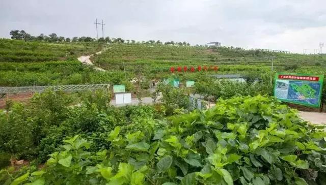 种植致富药材_致富经药材种植业完整版_南药种植致富