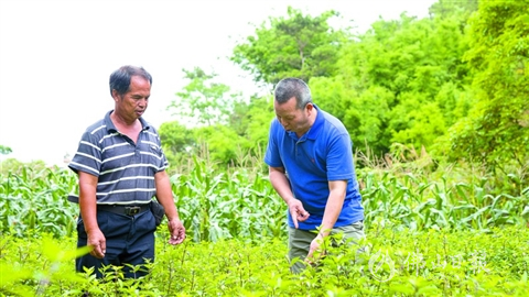 南药种植致富_致富经药材种植_致富经药材种植业完整版