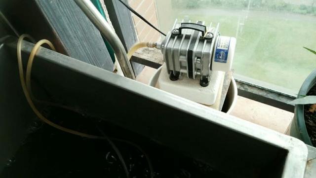 养鲫鱼需要选择哪样的小网箱_网箱养殖人鲫技术_网箱鲫鱼养殖技术视频