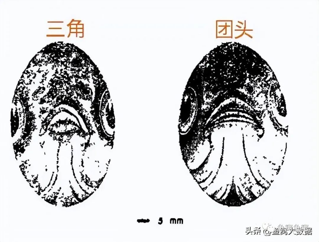 石金钱龟的养殖前景与技术_平鲷养殖技术_养殖鸡的技术方案