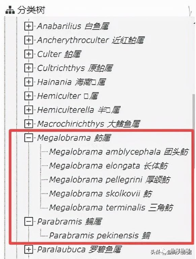 平鲷养殖技术_养殖鸡的技术方案_石金钱龟的养殖前景与技术