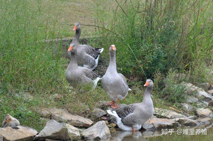 朗德鹅能长多大，朗德鹅的饲养技术  雏鹅饲养的注意事项