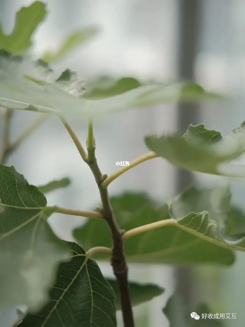 广东种无花果要注意什么_种植广东无花果技术要点_广东无花果种植技术