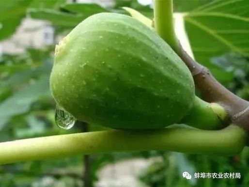 种植广东无花果技术与管理_广东无花果种植技术_种植广东无花果技术要点