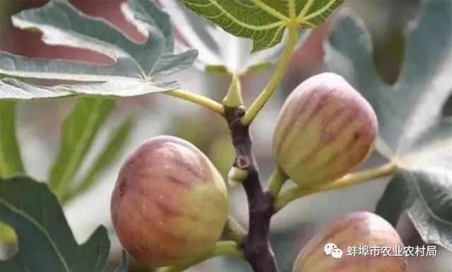 种植广东无花果技术与管理_种植广东无花果技术要点_广东无花果种植技术