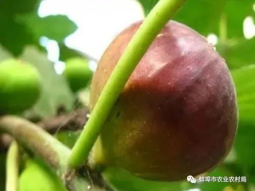 种植广东无花果技术与管理_广东无花果种植技术_种植广东无花果技术要点