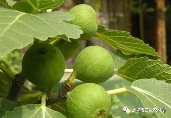 种植广东无花果技术与管理_广东无花果种植技术_种植广东无花果技术要点