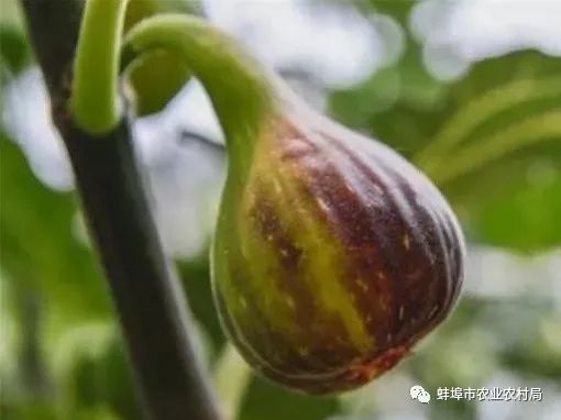 广东无花果种植技术_种植广东无花果技术要点_种植广东无花果技术与管理