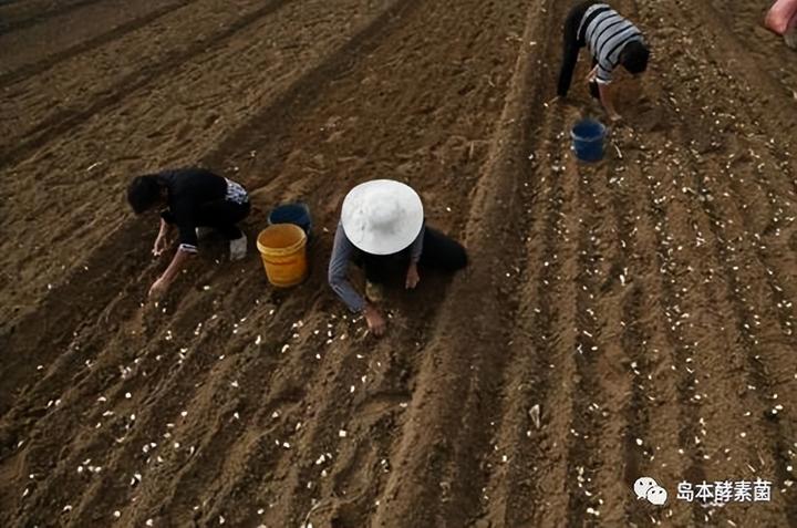 酵农大蒜少病害高产优质种植技术及应用案例