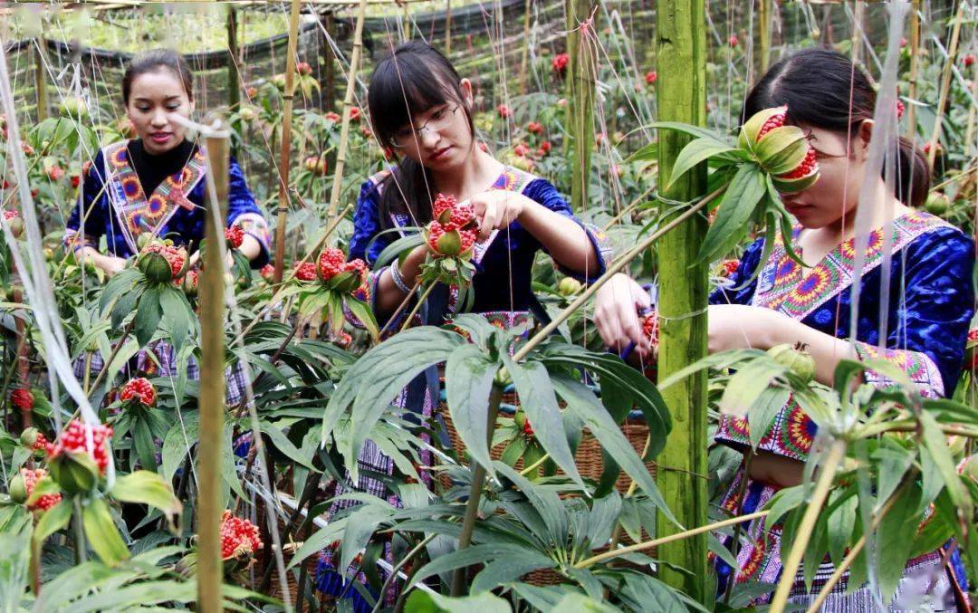 致富种植三七怎么样_三七的种植成本与利润_种植三七致富