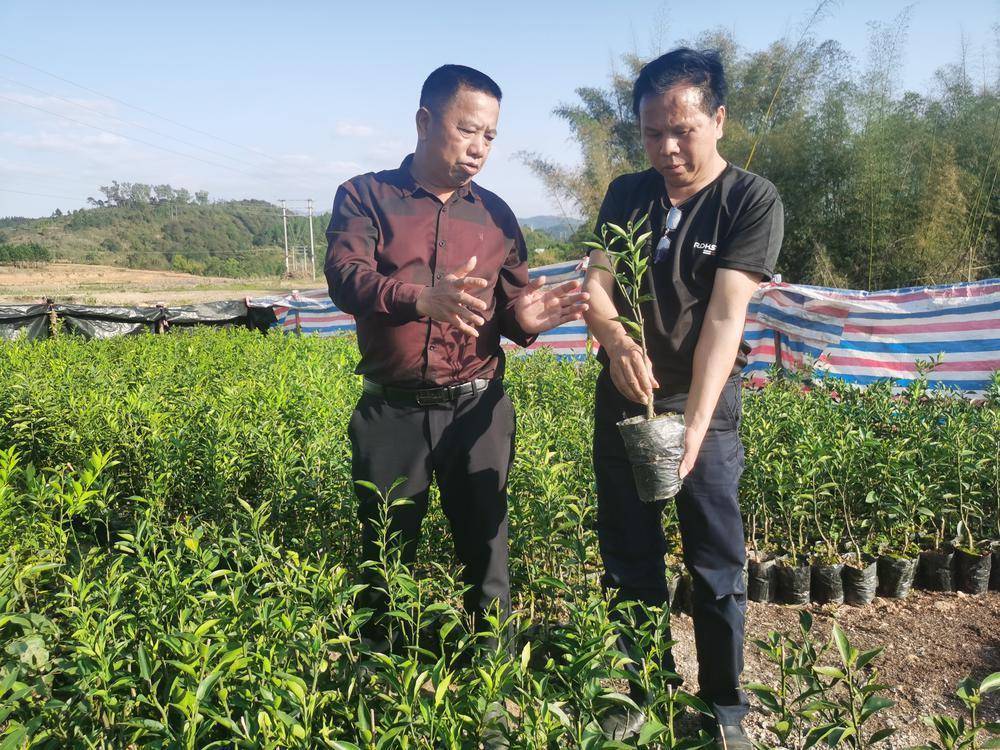 南药种植致富_种植致富药材_致富经种植药材视频