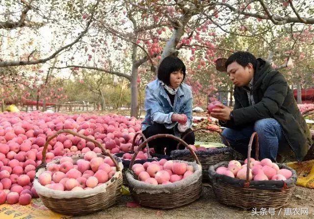 致富经养羊女强人_致富经养羊成功人视频_致富经养牛的女人