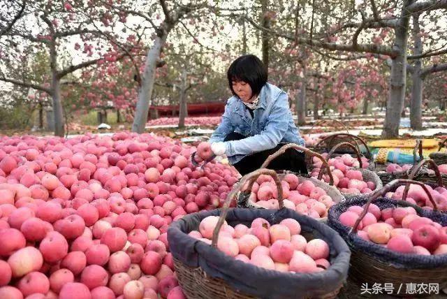 致富经养羊女强人_致富经养羊成功人视频_致富经养牛的女人