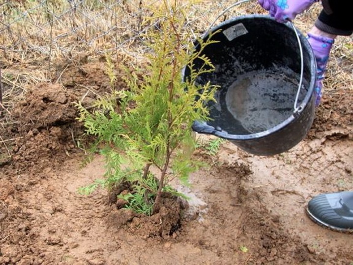 种植侧柏赚钱吗_种植侧柏树一亩能挣多少钱_种植侧柏树致富