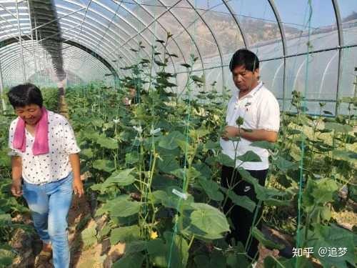 蔬菜产业助力乡村振兴_乡镇蔬菜种植户致富新闻_蔬菜种植乡村振兴