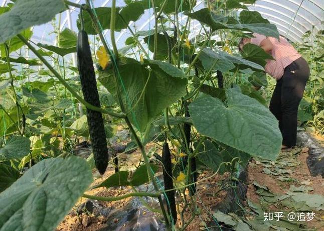 蔬菜种植乡村振兴_乡镇蔬菜种植户致富新闻_蔬菜产业助力乡村振兴