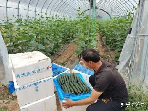 乡镇蔬菜种植户致富新闻_蔬菜种植乡村振兴_蔬菜产业助力乡村振兴