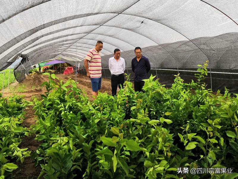 湖南种植柚子技术_柚子湖南种植技术和管理_柚子湖南种植技术与管理