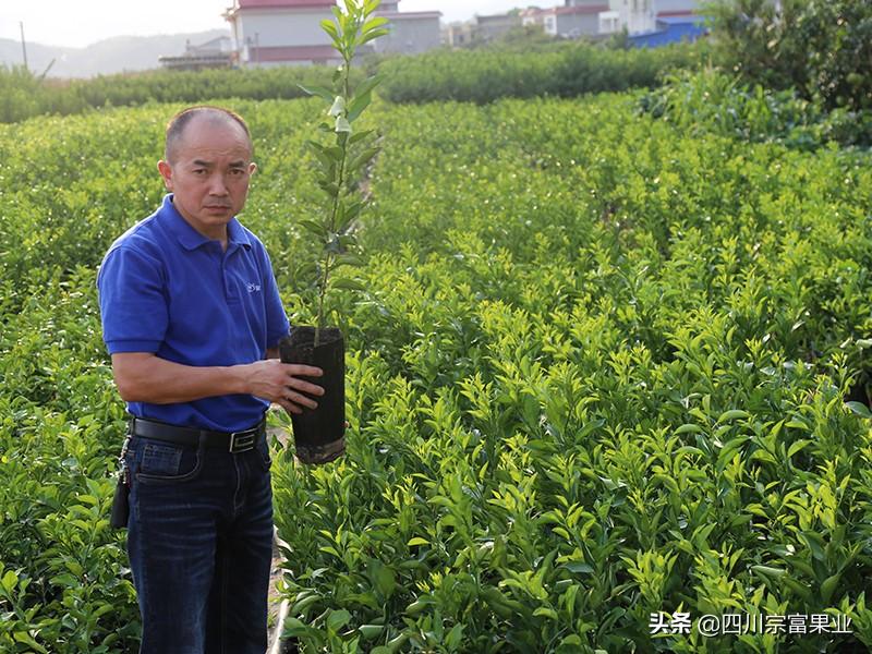 柚子湖南种植技术和管理_柚子湖南种植技术与管理_湖南种植柚子技术