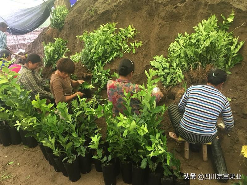 湖南种植柚子技术_柚子湖南种植技术与管理_柚子湖南种植技术和管理