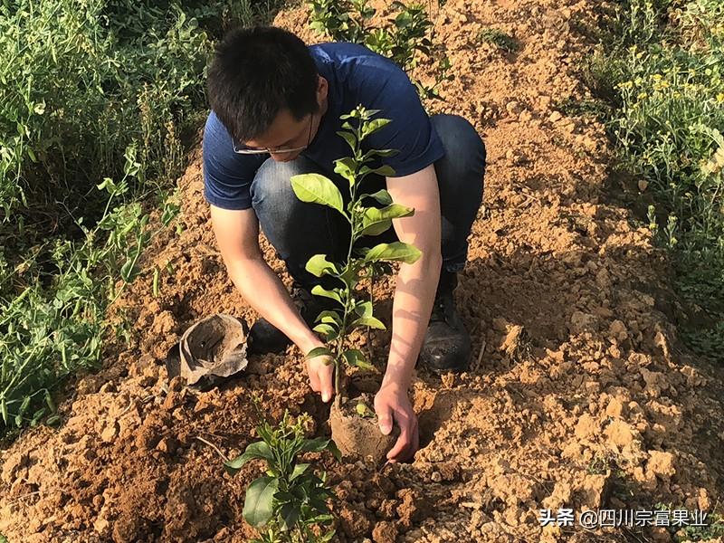 湖南种植柚子技术_柚子湖南种植技术和管理_柚子湖南种植技术与管理