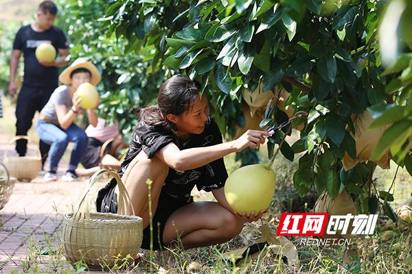 珠晖区茶山坳：金甲红柚熟了！这里的果农日子甜了！