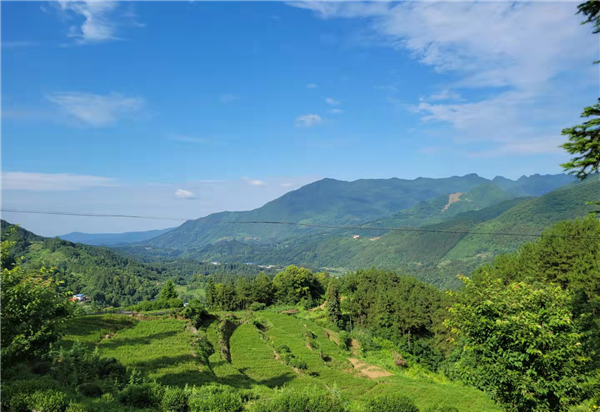 野山药怎么种植技术_山药种植法_野生山药怎么种