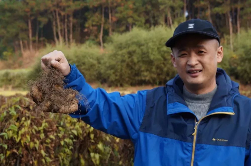 野山药怎么种植技术_野生山药怎么种_种植野山药周期多长