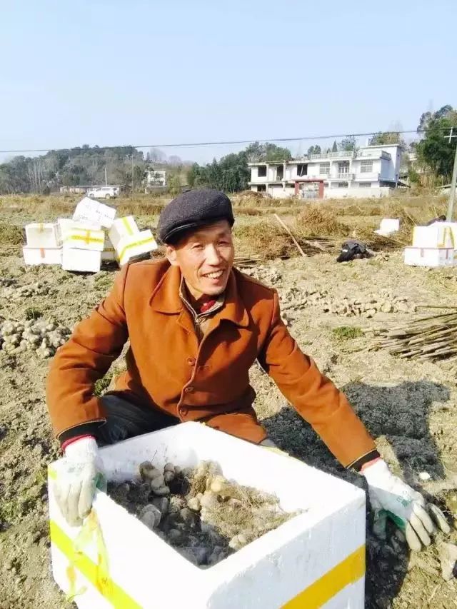 野山药怎么种植技术_种植野山药周期多长_野生山药怎么种